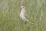 Image. Sprague's Pipit
