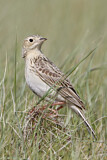 Image. Sprague's Pipit