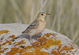 Image. Sprague's Pipit