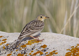 Image. Sprague's Pipit
