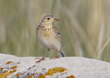 Image. Sprague's Pipit