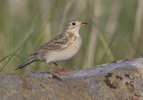 Image. Sprague's Pipit