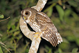 Image. Sprenkelkauz