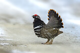 Image. Spruce Grouse