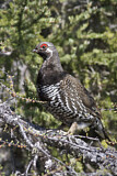 Image. Spruce Grouse