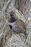 Image. Spruce Grouse