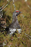 Image. Spruce Grouse