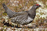 Image. Spruce Grouse