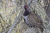 Image. Spruce Grouse