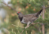Image. Spruce Grouse
