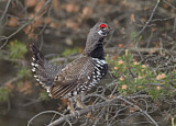 Image. Spruce Grouse