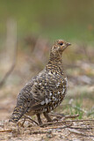 Image. Spruce Grouse