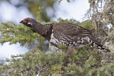 Image. Spruce Grouse