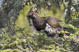 Image. Spruce Grouse