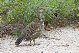 Image. Spruce Grouse