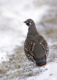Image. Spruce Grouse