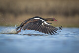 Image. Spur-winged Goose