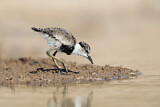 Image. Spur-winged Lapwing