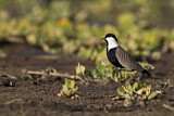Image. Spur-winged Lapwing