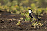 Image. Spur-winged Lapwing