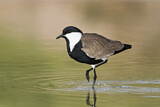 Image. Spur-winged Lapwing
