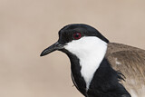 Image. Spur-winged Lapwing