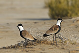 Image. Spur-winged Lapwing