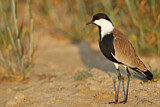 Image. Spur-winged Lapwing