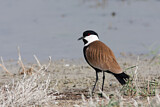 Image. Spur-winged Lapwing
