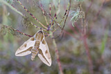Image. Spurge Hawk-Moth
