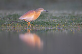 Image. Squacco Heron