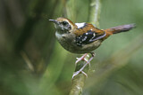 Image. Squamate Antbird