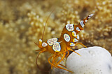 Image. Squat Anemone Shrimp