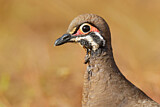 Image. Squatter Pigeon