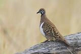 Image. Squatter Pigeon