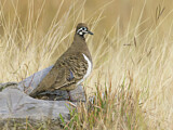 Image. Squatter Pigeon