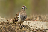 Image. Squatter Pigeon