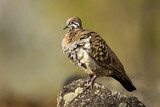 Image. Squatter Pigeon