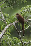 Image. Squirrel Cuckoo