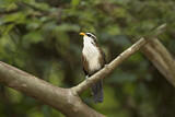 Image. Sri Lanka Scimitar Babbler