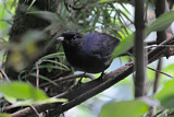Image. Sri Lanka Whistling Thrush