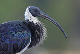 Image. Stachelibis
