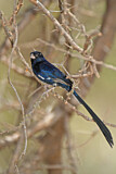Image. Steel-blue Whydah