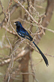 Image. Steel-blue Whydah
