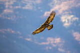 Image. Steinadler