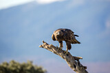 Image. Steinadler