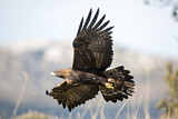 Image. Steinadler