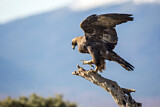 Image. Steinadler