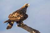 Image. Steinadler