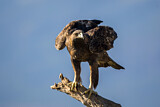 Image. Steinadler